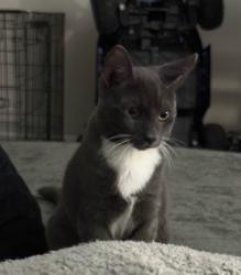 Lost Male Cat last seen Near rocksford, Mount Airy, NC 27030
