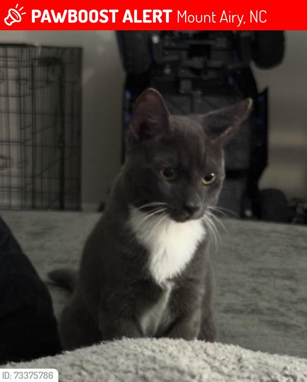 Lost Male Cat last seen Near rocksford, Mount Airy, NC 27030