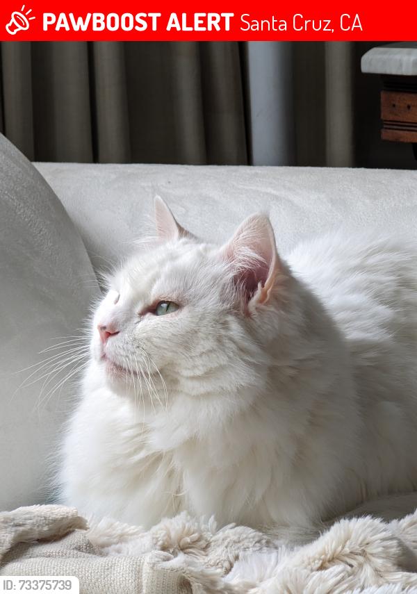 Lost Female Cat last seen Dufour between Mission St & Seaside, Santa Cruz, CA 95060