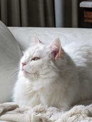 Lost Female Cat last seen Dufour between Mission St & Seaside, Santa Cruz, CA 95060
