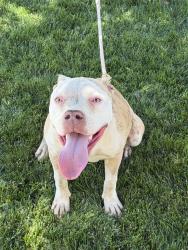 Found/Stray Female Dog last seen Lancaster blvd and 35 st west, Lancaster, CA 93536