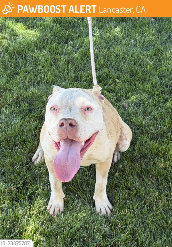 Found/Stray Female Dog last seen Lancaster blvd and 35 st west, Lancaster, CA 93536