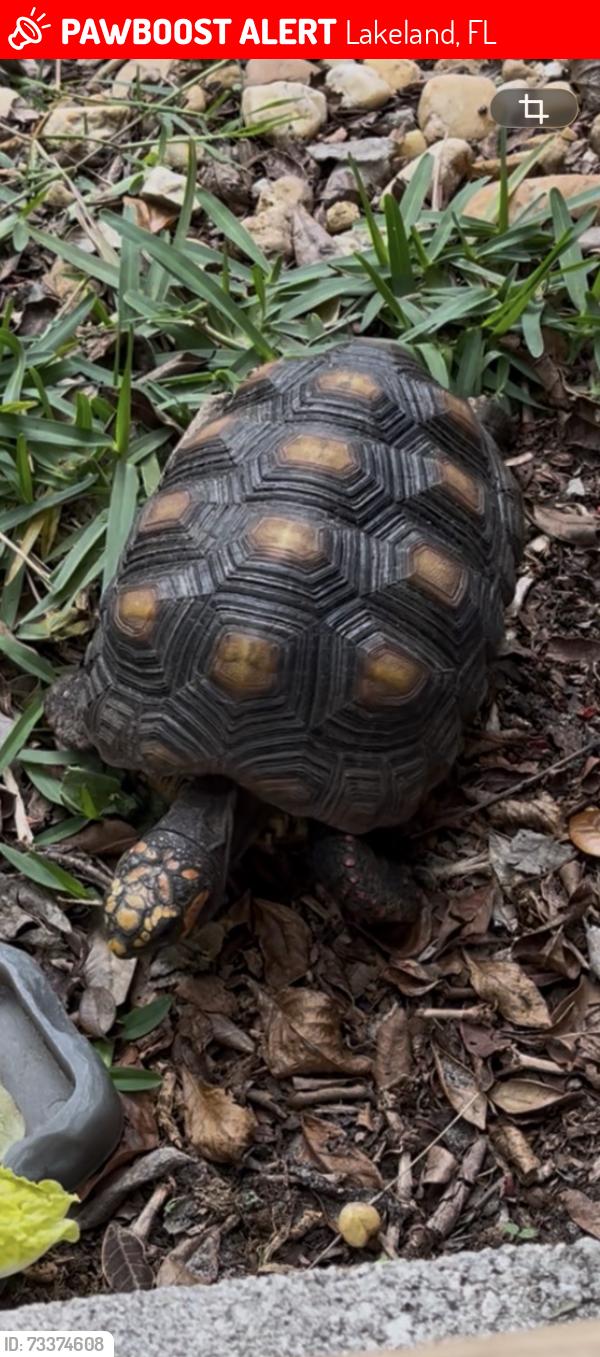 Lost Male Reptile last seen Chase Rd & Settlers Creek Dr. Lakeland, Lakeland, FL 33810