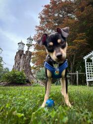 Reunited Male Dog last seen Omaha Ave, Rockaway, NJ 07866
