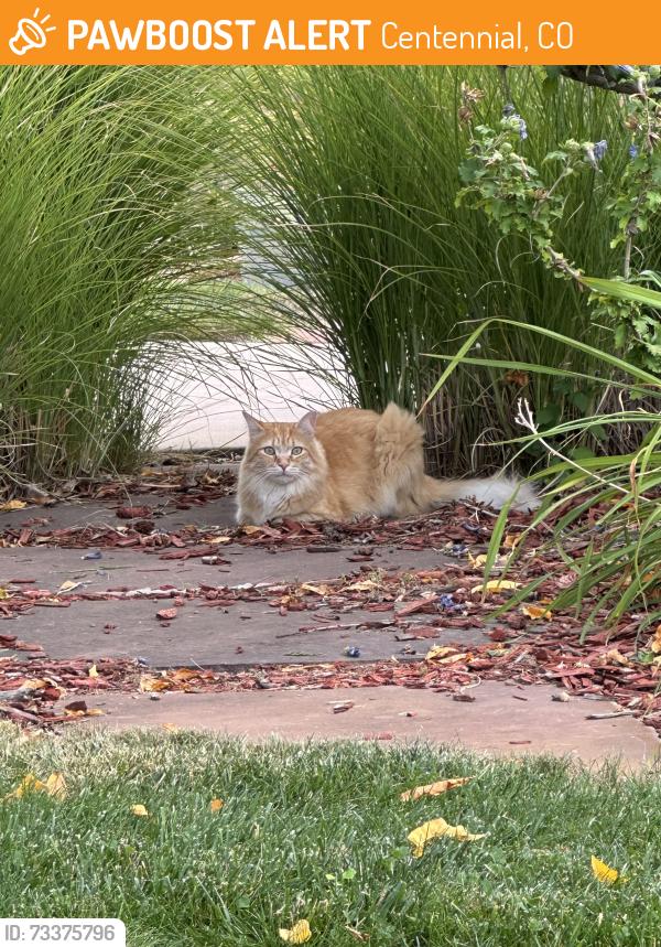 Found/Stray Unknown Cat last seen S Mónaco St, Centennial, CO 80124