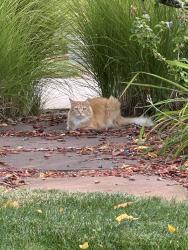 Found/Stray Unknown Cat last seen S Mónaco St, Centennial, CO 80124