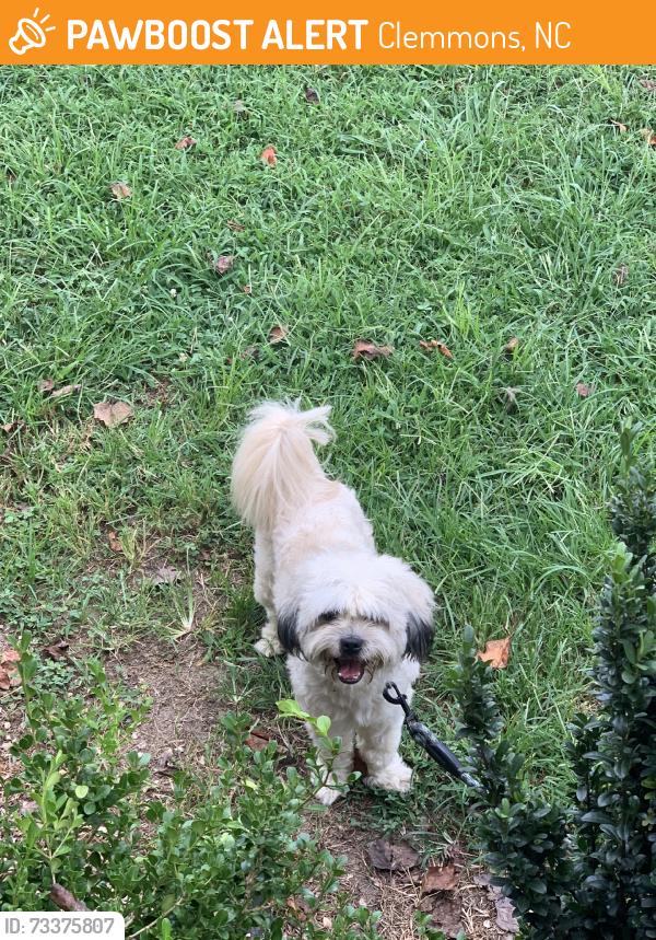 Found/Stray Male Dog last seen Peacehaven, Clemmons, NC 27012