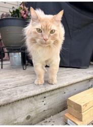 Lost Male Cat last seen Adams way, Edmonton, AB T6W 0H1