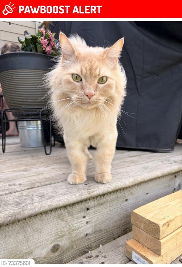 Lost Male Cat last seen Adams way, Edmonton, AB T6W 0H1