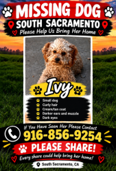Lost Female Dog last seen Nina way and 37 th ave, Sacramento, CA 95824