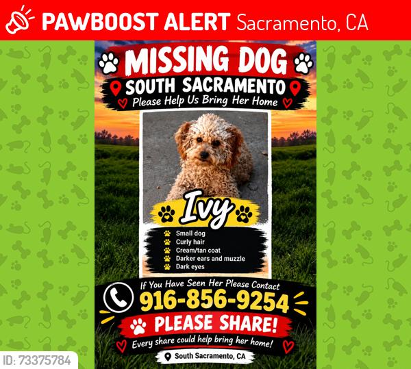 Lost Female Dog last seen Nina way and 37 th ave, Sacramento, CA 95824