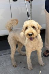 Reunited Male Dog last seen W 149th Street and Mansel Ave, Lawndale, CA 90260