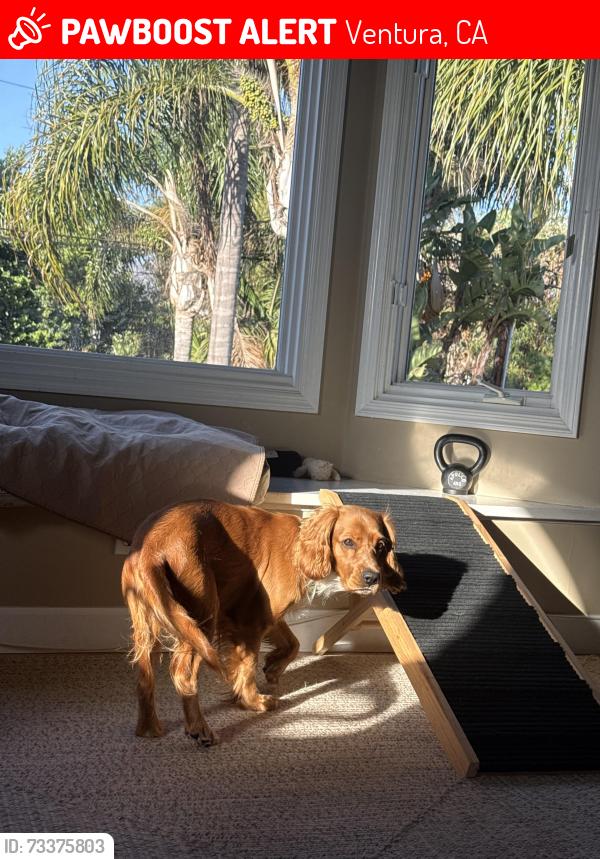 Lost Male Dog last seen Vista Del Mar, Ventura, CA 93001