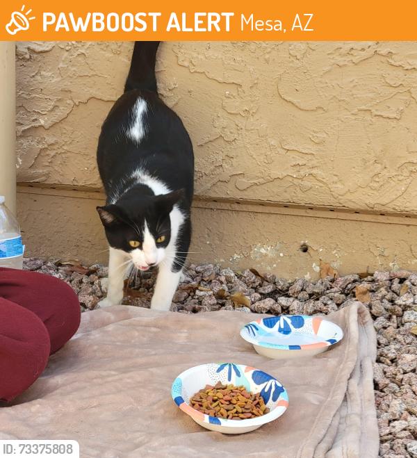 Found/Stray Male Cat last seen Neighborhood next to Pratts Pet Store, Mesa, AZ 85210