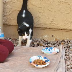 Found/Stray Male Cat last seen Neighborhood next to Pratts Pet Store, Mesa, AZ 85210
