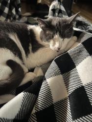 Lost Male Cat last seen Ron Road, New Braunfels, TX 78132