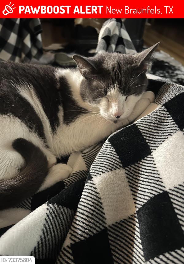 Lost Male Cat last seen Ron Road, New Braunfels, TX 78132