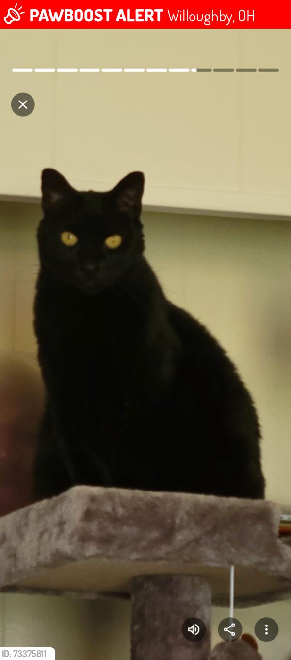 Lost Female Cat last seen Wood Road Willoughby, Willoughby, OH 44094