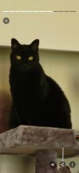 Lost Female Cat last seen Wood Road Willoughby, Willoughby, OH 44094