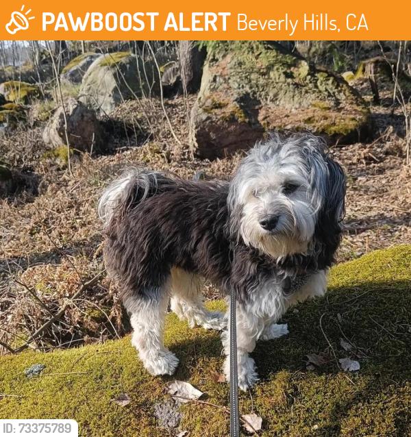 Found/Stray Female Dog last seen Near, Beverly Hills, CA 90210