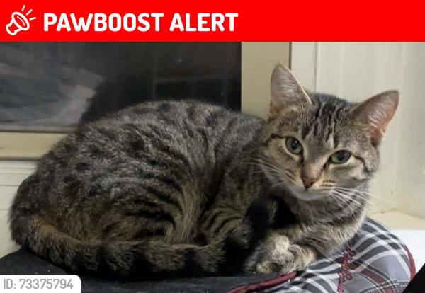 Lost Female Cat last seen Pine knoll apmts, Emmett Township, MI 49014