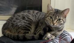 Lost Female Cat last seen Pine knoll apmts, Emmett Township, MI 49014