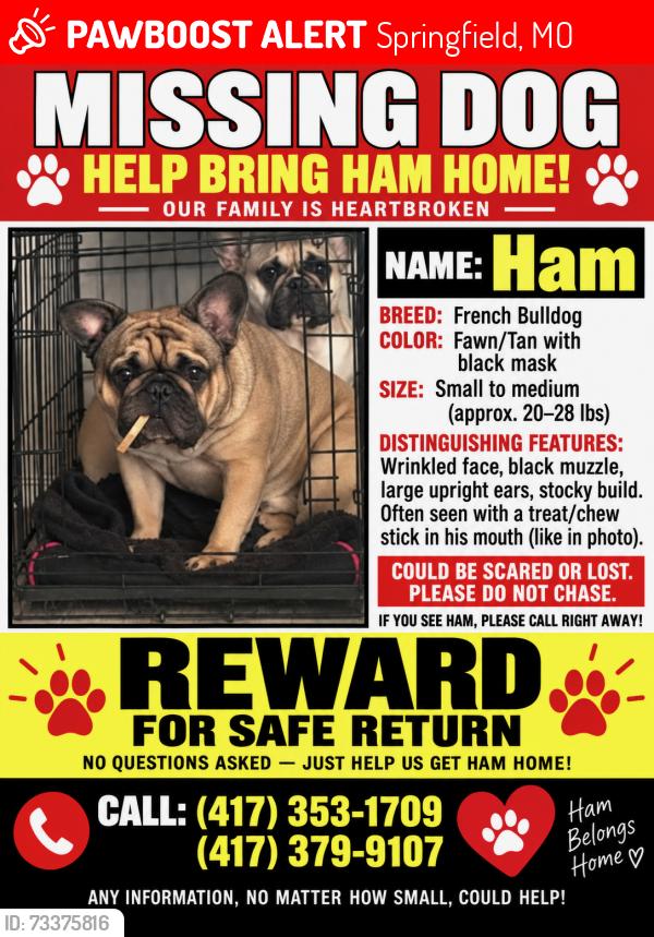 Lost Male Dog last seen FR 135 / FR182, Springfield, MO 65810