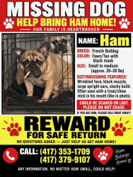 Lost Male Dog last seen FR 135 / FR182, Springfield, MO 65810