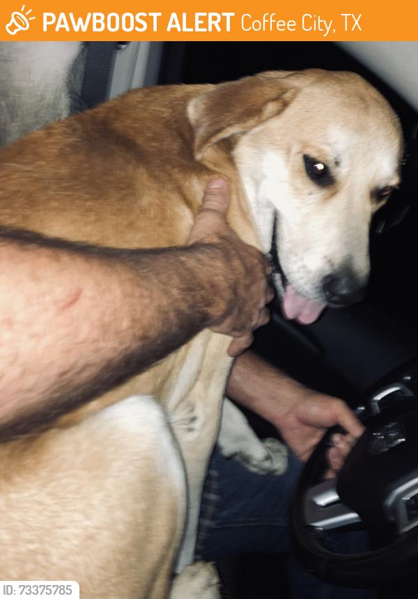 Found/Stray Male Dog last seen Found on CR 4224 near Coffee City, Texas., Coffee City, TX 75763