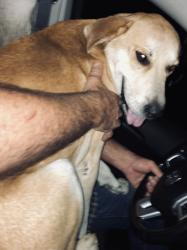 Found/Stray Male Dog last seen Found on CR 4224 near Coffee City, Texas., Coffee City, TX 75763