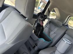 Reunited Male Dog last seen Edinger and Euclid, Santa Ana, CA 92704