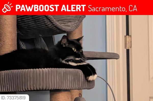 Lost Female Cat last seen Unit 922 of the complex, Sacramento, CA 95835