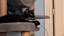 Lost Female Cat last seen Unit 922 of the complex, Sacramento, CA 95835