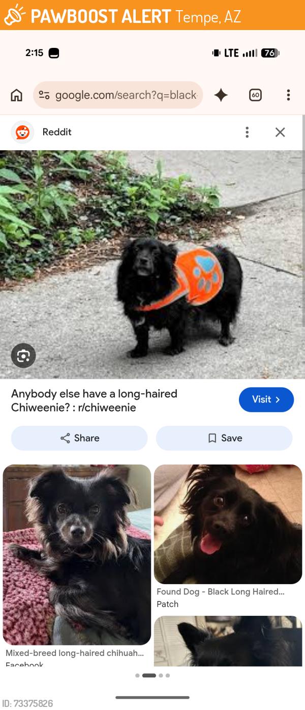 Found/Stray Unknown Dog last seen Guadalupe/Vaughn, Tempe, AZ 85283