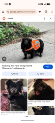 Found/Stray Unknown Dog last seen Guadalupe/Vaughn, Tempe, AZ 85283
