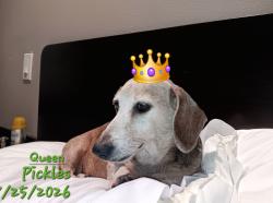 Lost Female Dog last seen Sheep creek, Phelan, CA 92371