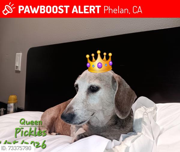 Lost Female Dog last seen Sheep creek, Phelan, CA 92371