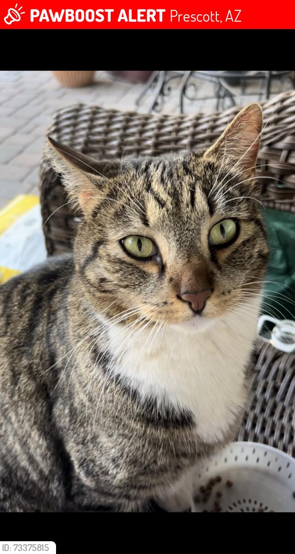 Lost Unknown Cat last seen Timber Point Circle Prescott Arizona, Prescott, AZ 86303