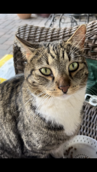 Lost Unknown Cat last seen Timber Point Circle Prescott Arizona, Prescott, AZ 86303