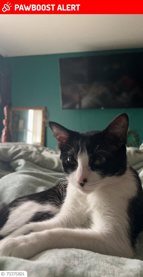Lost Female Cat last seen Joan drive, Dardenne Township, MO 63366