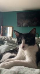 Lost Female Cat last seen Joan drive, Dardenne Township, MO 63366
