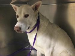 Shelter Stray Male Dog last seen CENRTAL AVE\ MAGNOLIA AVE RIVERSIDE CA, 92506, 6851 Van Buren Boulevard, Jurupa Valley, CA 92509, USA