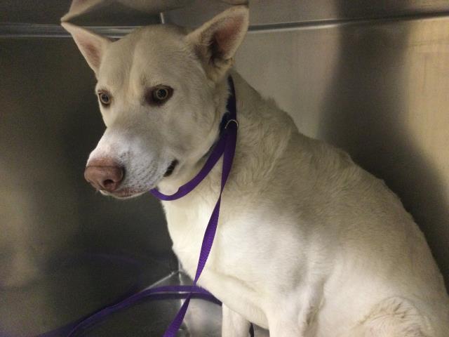 Shelter Stray Male Dog last seen CENRTAL AVE\ MAGNOLIA AVE RIVERSIDE CA, 92506, 6851 Van Buren Boulevard, Jurupa Valley, CA 92509, USA
