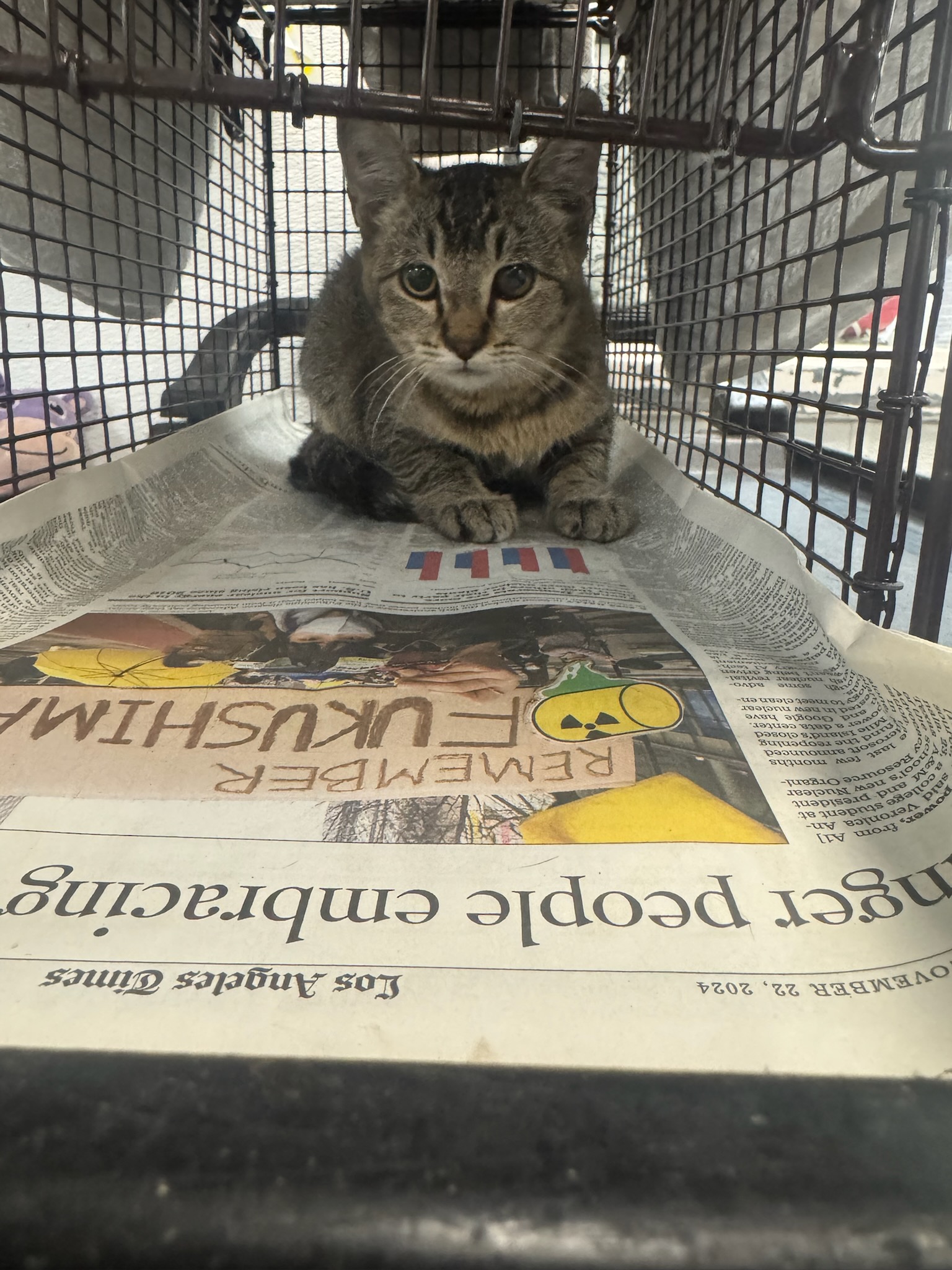 Shelter Stray Female Cat last seen , 1850 W 60th St, Los Angeles, CA 90047, USA