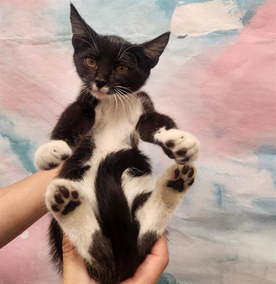 Shelter Stray Female Cat last seen BRUCEVIILE RD / CENTER PKWY, 9150 Union Park Way, Elk Grove, CA 95624, USA