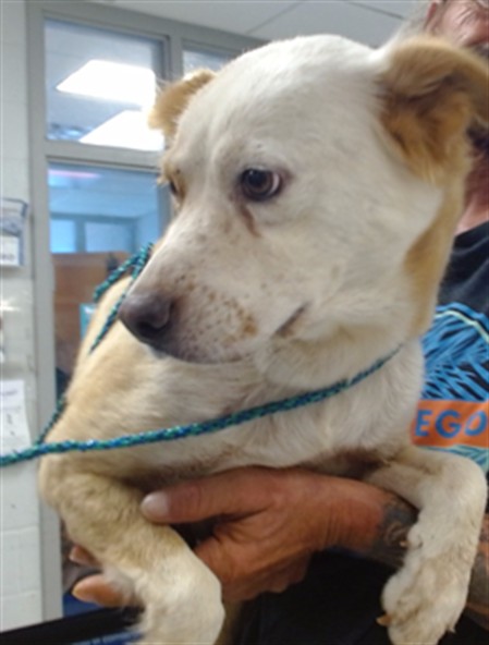 Shelter Stray Female Dog last seen SW 47 ST & YOUNGS BLVS, 2811 SE 29th St, Oklahoma City, OK 73129, USA