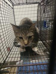 Shelter Stray Male Cat last seen , West Valley Animal Shelter, 20655 Plummer St, Chatsworth, CA 91311, USA