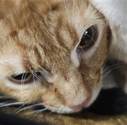 Shelter Stray Female Cat last seen , West Valley Animal Shelter, 20655 Plummer St, Chatsworth, CA 91311, USA