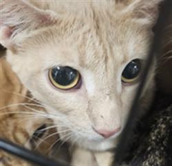 Shelter Stray Female Cat last seen , West Valley Animal Shelter, 20655 Plummer St, Chatsworth, CA 91311, USA