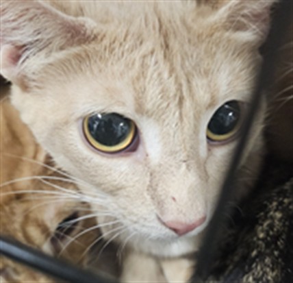 Shelter Stray Female Cat last seen , West Valley Animal Shelter, 20655 Plummer St, Chatsworth, CA 91311, USA